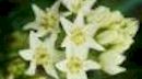 Camas Wand Lily Camas Wand Lily